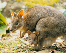 Red Necked Pademelon