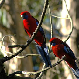 Crimson Rosellas