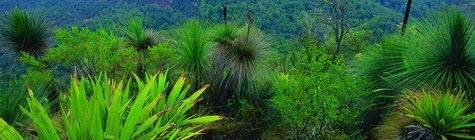 Tropical Queensland Tours
