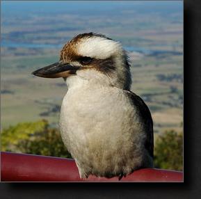 Kookaburra
