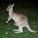 Kangaroo with Joey, Scenic Rim 