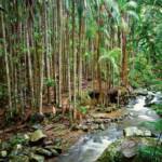 Mt Tamborine Rainforest
