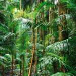 Mt Tamborine Rainforest