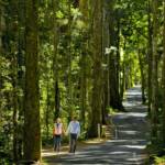 O'Reilly's in Lamington National Park