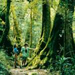 O'Reilly's Rainforest Retreat