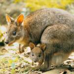 Red-necked Pademelon at O'Reilly's Rainforest Retreat