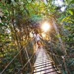 O'Reilly's Tree Top Walk