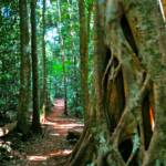 Strangler Fig