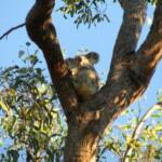 Roger the Koala