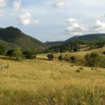 Scenic Rim Farmland