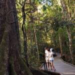 Scenic Rim Rainforest,
 O'Reilley's Rainforest Retreat
