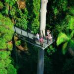 Skywalk Tamborine Mountain
