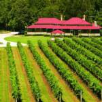 Canungra Valley Vineyards