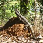 Eastern Water Dragon, Scenic Rim